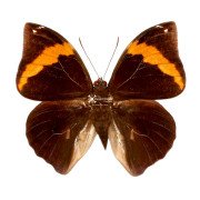 The Mexican Cassia Butterfly